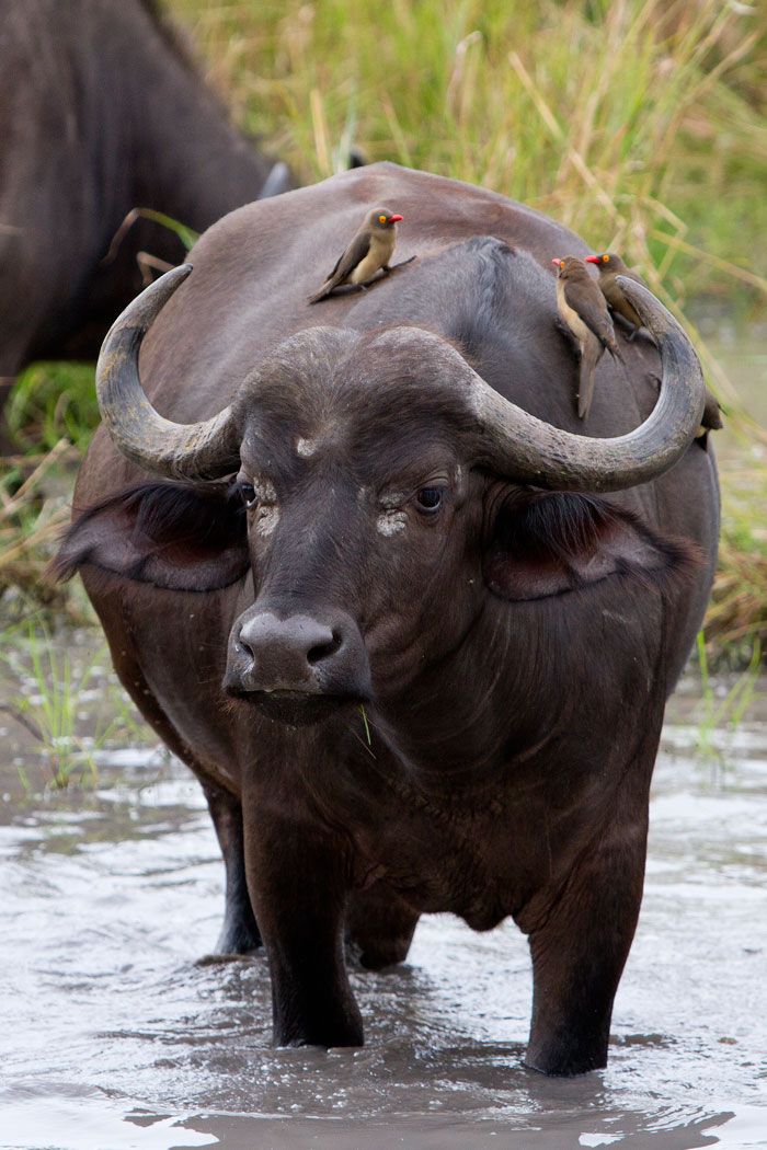 A buffalo in the wild